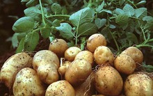 Củ này rẻ hơn khoai sọ, bổ hơn khoai lang, chợ Việt bán 40.000đ/kg: Không mua phí của trời!