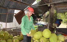 Mít Thái rẻ chưa từng thấy