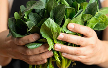 Mỹ đánh giá "rau tốt nhất thế giới", hóa ra là rau quen thuộc có bán ở Việt Nam