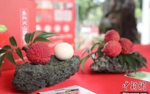 Nông dân họ Trần bán một quả vải giá 250 triệu đồng: Người bán vui mừng, cả vùng trồng được hưởng lợi nhờ ưu thế độc đáo