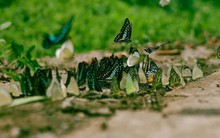 Hàng triệu cánh bướm bay rợp trời ở Cúc Phương, giới trẻ đổ xô chụp ảnh