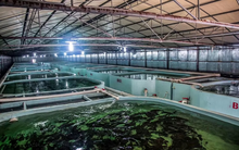 Mặt hàng quan trọng của Việt Nam bất ngờ bị Mỹ áp thuế chống bán phá giá cao đột biến - Duy nhất 1 doanh nghiệp hưởng 0%