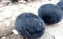 Loại trứng đắt đỏ bậc nhất thế giới, giá tới 1 triệu đồng/quả, ở Việt Nam cũng có