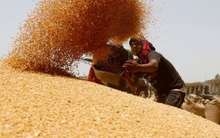 Một loại ‘báu vật nông sản’ của Nga rơi vào cảnh sóng gió: Giá rẻ bất ngờ do nhu cầu yếu, hàng trăm nghìn tấn hàng vừa đổ bộ vào Việt Nam