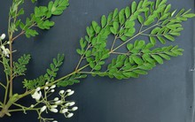 Tưởng sữa là “vua” canxi hóa ra vẫn thua loại rau người Việt trồng ở góc vườn: Giảm mỡ máu, ngừa ung thư