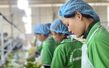 Lời than của bầu Đức "Tìm sếp nông trường còn khó hơn sếp ngân hàng" hé lộ cơn khát nhân tài nông nghiệp