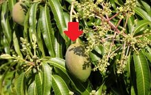 Vượt xa Campuchia, Thái Lan, một mặt hàng của Việt Nam chiếm lĩnh thị trường Trung Quốc, chiếm tới 97%