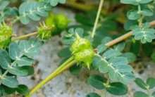 “Cỏ rác” mọc đầy làng quê Việt, giờ hóa “cỏ kim cương” được dân buôn săn lùng