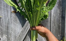 Chuyên gia Mỹ: Đây là loại rau xanh giàu dinh dưỡng nhất, tiếc là toàn bị nhổ bỏ