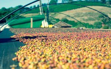 Bất chấp thị trường lao dốc, một mặt hàng của VN vẫn lập kỷ lục lịch sử, hơn 80 thị trường đua nhau mua