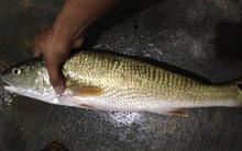 1 loại cá ở Việt Nam được người Trung Quốc xem như “báu vật”: Bổ ngang nhân sâm, còn chứa 1 bộ phận “quý hơn vàng”