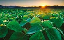 Loạt DN nông nghiệp Việt Nam dồn dập ký hợp đồng tỷ USD với Mỹ