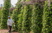 Một loại ‘sản vật’ của Việt Nam được Mỹ, Ấn Độ liên tục săn lùng: Nước ta xuất khẩu bằng cả thế giới cộng lại, giá liên tục tăng phi mã