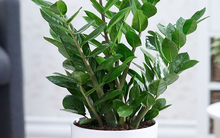 Trồng kim tiền: 3 đại kỵ cần tránh kẻo cây tàn, người lụi bại