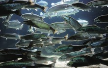 Chuyện lạ có thật: Một nước nuôi cá hồi bằng... khí thải, "hô biến" CO₂ thành dưỡng chất xanh thế nào?