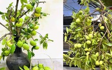 Thị thơm vào mùa, chị em lùng mua cả cành về chưng nhà