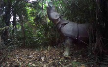 Loài vật quý hiếm bậc nhất thế giới: Chỉ còn gần 80 cá thể, Việt Nam từng là một 'niềm hy vọng cuối cùng'