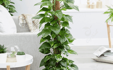 NASA chỉ điểm loại cây được mệnh danh là máy lọc không khí, hút sạch 80% khí độc và bụi bẩn trong 24h