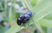 Loài bọ từng là “kẻ thù nhà nông”, nay hơn nửa triệu 1kg, đắt hơn cả thịt