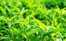 Rau nhiễm chì và kim loại năng, làm sao để nhận biết và loại bỏ?