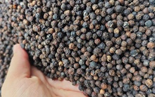 Giá tiêu lẹt đẹt, vì sao?