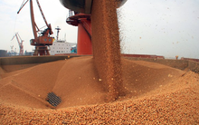 Thuế nhập khẩu 0%, 3 ông trùm nông sản đua nhau đưa ‘báu vật’ sang: Việt Nam chi nửa tỷ USD mua hàng, tiêu thụ đứng thứ 3 thế giới