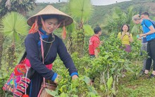 Người phụ nữ Tày 6 năm giữ ruộng làm du lịch bỗng nổi tiếng nhờ show thực tế liên tục lọt top trending, nhận bằng khen của tỉnh Lào Cai