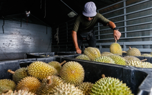 Vừa gia nhập Trung Quốc chưa được bao lâu, đối thủ của sầu riêng Việt Nam bất ngờ gặp khó: Nhiều loại không thể 'xuất ngoại', sản lượng sắp giảm 40%