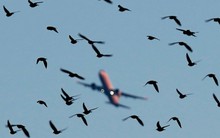 Tàu bay Việt va chạm với chim, phải huỷ hàng loạt chuyến bay