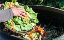 Chôn 2 thứ "rác" này vào chậu cây: Hoa tuôn nở như suối, ra quả tưng bừng ngọt lịm