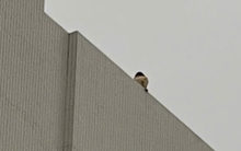 Giải cứu người phụ nữ trèo lên nóc tòa nhà Bệnh viện Bạch Mai, Hà Nội