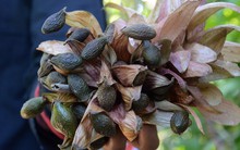 Người dân Đà Nẵng đổ vào rừng nhặt "lộc trời" bay có giá đến nửa triệu/kg: Công dụng tuyệt vời thế này bảo sao "đắt đỏ"?