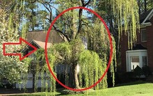 4 loại cây tưởng lành hoá dữ: Đẹp cũng đừng trồng trước nhà kẻo vận khí trôi tuột