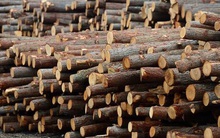 Mỹ giảm thuế xuống 20%, đã chi hơn 4 tỷ USD nhập khẩu cho ngành hàng 'hái ra tiền' này của Việt Nam