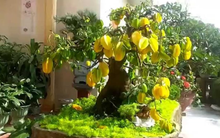 Trồng cây này trước cửa vừa cho bóng mát vừa giúp gia đình thịnh vượng, con cháu dễ thành tài