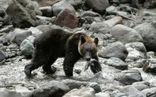 Nhật Bản ban bố tình trạng khẩn cấp vì gấu tấn công