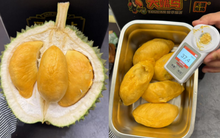 Sầu riêng ‘made in China’ sắp đến ngày hái quả: Sở hữu 1 lợi thế 'ăn đứt' Thái Lan, Việt Nam - sản lượng ra sao?