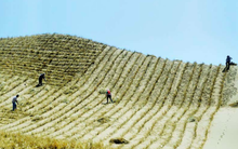 Trung Quốc ‘vỡ mộng’ với dự án ‘Vạn Lý Trường Thành xanh’: Tiêu tốn 8 tỷ USD, bất ngờ phát hiện ‘bảo bối’ chế ngự thiên nhiên lại gây dị ứng nghiêm trọng cho cả khu vực