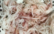 Bún chuyển sang màu đỏ sau vài giờ mua ở chợ Đà Nẵng: Bún chứa nấm men, nấm mốc