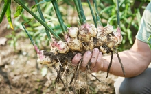 ‘Mỏ vàng’ nông nghiệp bền vững: Gia vị Việt Nam kiếm gần 40 triệu đô, chinh phục thị trường số 1 thế giới