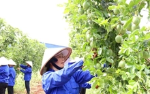 Dự thảo sửa đổi Nghị định 103/2024/NĐ-CP: Doanh nghiệp nông lâm vẫn gặp khó