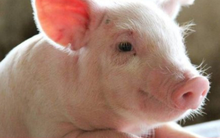 Vì sao giá heo hơi liên tục giảm?