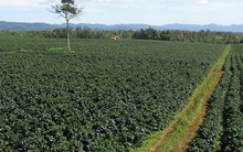 Quốc gia Bắc Phi với 46 triệu dân cực chuộng thức uống từ "vàng đen" Việt Nam: Đắk Lắk trồng rất nhiều