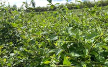 Loại cây mọc dại xưa không ai ngó, nay hóa “vàng xanh” làm giàu bền vững, kiếm hàng trăm triệu đồng/hecta