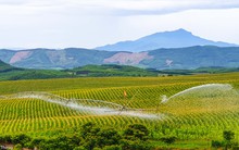 Bức tranh thiên nhiên ngút tầm mắt chỉ có ở nơi sản xuất sữa tươi sạch TH true MILK