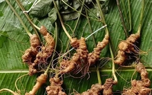 Sâm Lai Châu – 'Báu vật' giữa đại ngàn và giấc mơ thương hiệu quốc gia