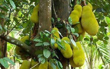 4 cây tụ lộc trời ban: Chặt là mất phúc, giữ thì tài lộc phú quý vô biên