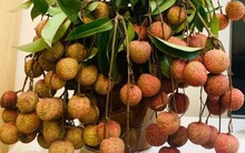 7 nhóm người nên hạn chế ăn vải