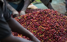 Thủ phủ cà phê Việt Nam ‘đổi chủ’ sau sáp nhập - bản đồ ‘vàng nâu’ của Việt Nam ra sao kể từ 1/7?