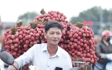 Vải thiều Bắc Ninh vào khu công nghiệp, doanh nghiệp FDI đăng ký mua tới tấp